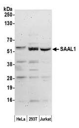 SAAL1 Antibody - Detection of human SAAL1 by western blot. Samples: Whole cell lysate (50 µg) from HeLa, HEK293T, and Jurkat cells prepared using NETN lysis buffer. Antibody: Affinity purified rabbit anti-SAAL1 antibody used for WB at 0.1 µg/ml. Detection: Chemiluminescence with an exposure time of 3 minutes.