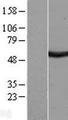 SAAL1 Protein - Western validation with an anti-DDK antibody * L: Control HEK293 lysate R: Over-expression lysate