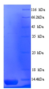 AGA2 Protein
