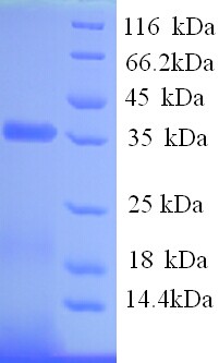 CDA2 / Chitin Deacetylase 2 Protein