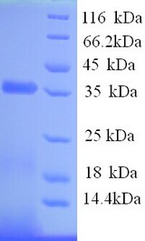 CDA2 / Chitin Deacetylase 2 Protein