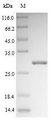 DOG1 Protein - (Tris-Glycine gel) Discontinuous SDS-PAGE (reduced) with 5% enrichment gel and 15% separation gel.
