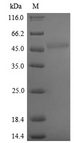 Exopolyphosphatase Protein - (Tris-Glycine gel) Discontinuous SDS-PAGE (reduced) with 5% enrichment gel and 15% separation gel.