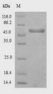 Exopolyphosphatase Protein - (Tris-Glycine gel) Discontinuous SDS-PAGE (reduced) with 5% enrichment gel and 15% separation gel.