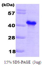 GLC8 Protein