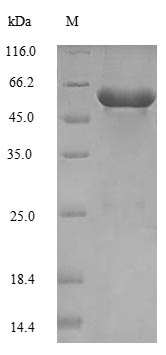 SES1 Protein - (Tris-Glycine gel) Discontinuous SDS-PAGE (reduced) with 5% enrichment gel and 15% separation gel.