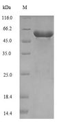 SES1 Protein - (Tris-Glycine gel) Discontinuous SDS-PAGE (reduced) with 5% enrichment gel and 15% separation gel.