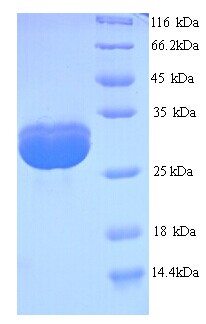 SPT15 Protein