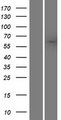 SACM1L / SAC1 Protein - Western validation with an anti-DDK antibody * L: Control HEK293 lysate R: Over-expression lysate