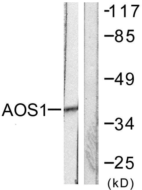 SAE1 Antibody - Western blot analysis of lysates from 293 cells, using AOS1 Antibody. The lane on the right is blocked with the synthesized peptide.