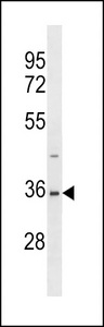 SAE1 Antibody - AOS1 Antibody (V315) western blot of 293 cell line lysates (35 ug/lane). The AOS1 antibody detected the AOS1 protein (arrow).