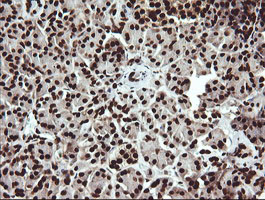 SAE1 Antibody - IHC of paraffin-embedded Human pancreas tissue using anti-SAE1 mouse monoclonal antibody.
