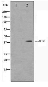 SAE1 Antibody - Western blot of 293 cell lysate using AOS1 Antibody