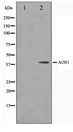 SAE1 Antibody - Western blot of 293 cell lysate using AOS1 Antibody