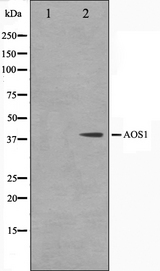 SAE1 Antibody - Western blot analysis on 293 cell lysates using AOS1 antibody. The lane on the left is treated with the antigen-specific peptide.