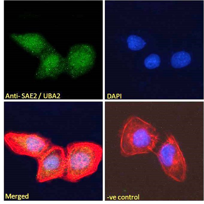 SAE2 / UBA2 Antibody - SAE2 / UBA2 antibody immunofluorescence analysis of paraformaldehyde fixed U2OS cells, permeabilized with 0.15% Triton. Primary incubation 1hr (10ug/ml) followed by Alexa Fluor 488 secondary antibody (2ug/ml), showing nuclear staining. Actin filaments were stained with phalloidin (red) and The nuclear stain is DAPI (blue). Negative control: Unimmunized goat IgG (10ug/ml) followed by Alexa Fluor 488 secondary antibody (2ug/ml).