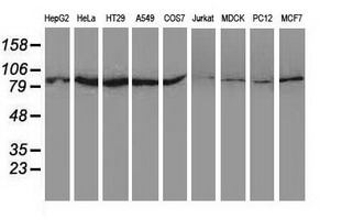 SAE2 / UBA2 Antibody - Western blot of extracts (35 ug) from 9 different cell lines by using anti-UBA2 monoclonal antibody.