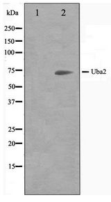 SAE2 / UBA2 Antibody - Western blot of 293 cell lysate using Uba2 Antibody