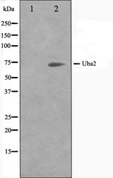 SAE2 / UBA2 Antibody - Western blot analysis on 293 cell lysates using Uba2 antibody. The lane on the left is treated with the antigen-specific peptide.