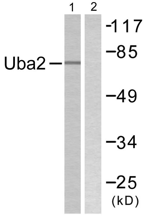 SAE2 / UBA2 Antibody - Western blot analysis of extracts from 293 cells, treated with UV (5mins), using Uba2 antibody.
