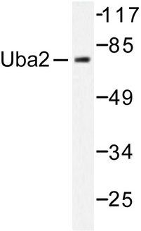 SAE2 / UBA2 Antibody - Western blot of Uba2 (S621) pAb in extracts from 293 cells treated with UV 5'.