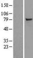SAE2 / UBA2 Protein - Western validation with an anti-DDK antibody * L: Control HEK293 lysate R: Over-expression lysate