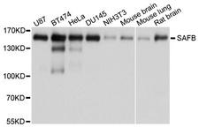 SAFB1 / SAFB Antibody - Western blot analysis of extracts of various cells.