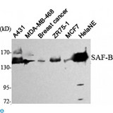 SAFB1 / SAFB Antibody - Western Blot (WB) analysis using SAF-B Monoclonal Antibody against HeLa nuclear extract, A431, MDA-MB-468, breast cancer, ZR75-1, MCF7 cell lysate.