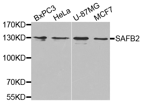 SAFB2 Antibody - Western blot analysis of extracts of various cell lines.