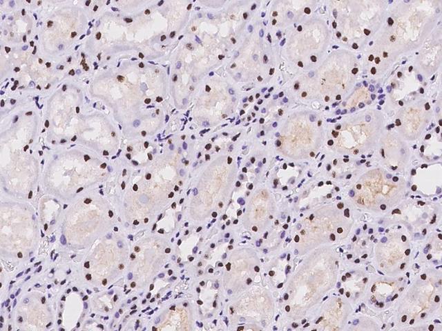 SAFB2 Antibody - Immunochemical staining of human SAFB2 in human kidney with rabbit polyclonal antibody at 1:100 dilution, formalin-fixed paraffin embedded sections.