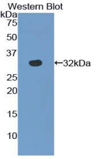 SAG / Arrestin Antibody - Western blot of recombinant SAG / Arrestin.