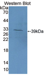 SAG / Arrestin Antibody - Western blot of SAG / Arrestin antibody.