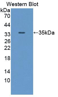 SAG / Arrestin Antibody - Western Blot; Sample: Recombinant protein.