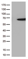 SAG / Arrestin Antibody - HEK293T cells were transfected with the pCMV6-ENTRY control. (Left lane) or pCMV6-ENTRY SAG. (Right lane) cDNA for 48 hrs and lysed. Equivalent amounts of cell lysates. (5 ug per lane) were separated by SDS-PAGE and immunoblotted with anti-SAG. (1:500)
