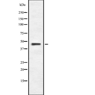 SAG / Arrestin Antibody - Western blot analysis of ARRS using HeLa whole cells lysates