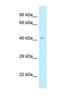 SAHH / AHCY Antibody - AHCY antibody Western blot of Mouse Pancreas lysate. Antibody concentration 1 ug/ml.  This image was taken for the unconjugated form of this product. Other forms have not been tested.