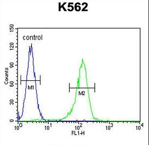 SAHH / AHCY Antibody - AHCY Antibody flow cytometry of K562 cells (right histogram) compared to a negative control cell (left histogram). FITC-conjugated goat-anti-rabbit secondary antibodies were used for the analysis.