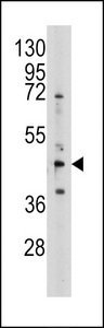 SAHH / AHCY Antibody - Western blot of anti-AHCY antibody in 293 cell line lysates (35 ug/lane). AHCY (arrow) was detected using the purified antibody.
