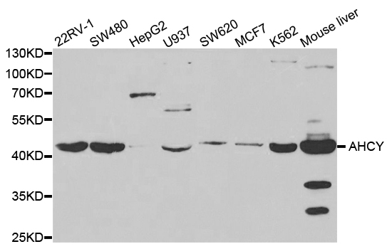 SAHH / AHCY Antibody - Western blot analysis of extracts of various cell lines, using AHCY antibody.
