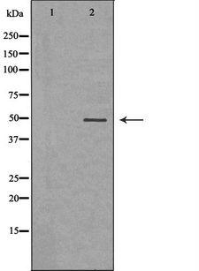 SAHH / AHCY Antibody - Western blot analysis of K562 whole cells lysates using AHCY antibody. The lane on the left is treated with the antigen-specific peptide.