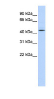 SAHH / AHCY Antibody - AHCY antibody Western blot of Fetal Liver lysate. This image was taken for the unconjugated form of this product. Other forms have not been tested.