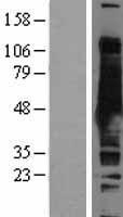 SAHH / AHCY Protein - Western validation with an anti-DDK antibody * L: Control HEK293 lysate R: Over-expression lysate