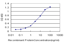 SALL2 Antibody - Detection limit for recombinant GST tagged SALL2 is approximately 0.03 ng/ml as a capture antibody.