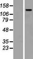 SALL4 Protein - Western validation with an anti-DDK antibody * L: Control HEK293 lysate R: Over-expression lysate