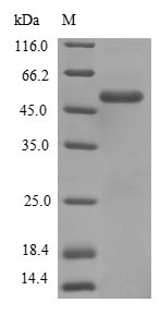 fliC / Flagellin Protein - (Tris-Glycine gel) Discontinuous SDS-PAGE (reduced) with 5% enrichment gel and 15% separation gel.