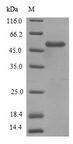 fliC / Flagellin Protein - (Tris-Glycine gel) Discontinuous SDS-PAGE (reduced) with 5% enrichment gel and 15% separation gel.