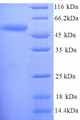 dsdA / D-serine dehydratase Protein