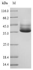 mglB Protein - (Tris-Glycine gel) Discontinuous SDS-PAGE (reduced) with 5% enrichment gel and 15% separation gel.