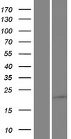 SAMD10 Protein - Western validation with an anti-DDK antibody * L: Control HEK293 lysate R: Over-expression lysate