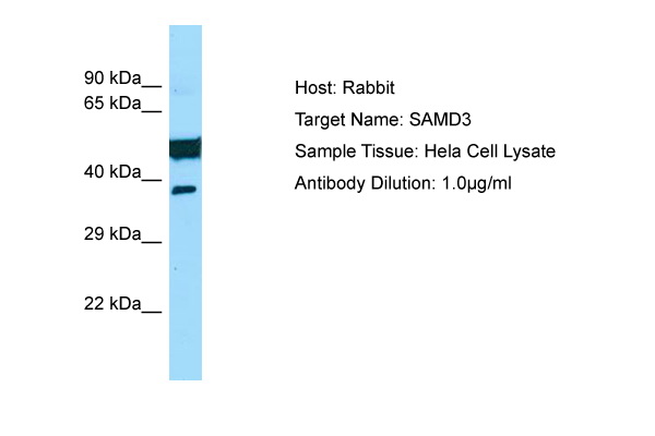 SAMD3 Antibody -  This image was taken for the unconjugated form of this product. Other forms have not been tested.